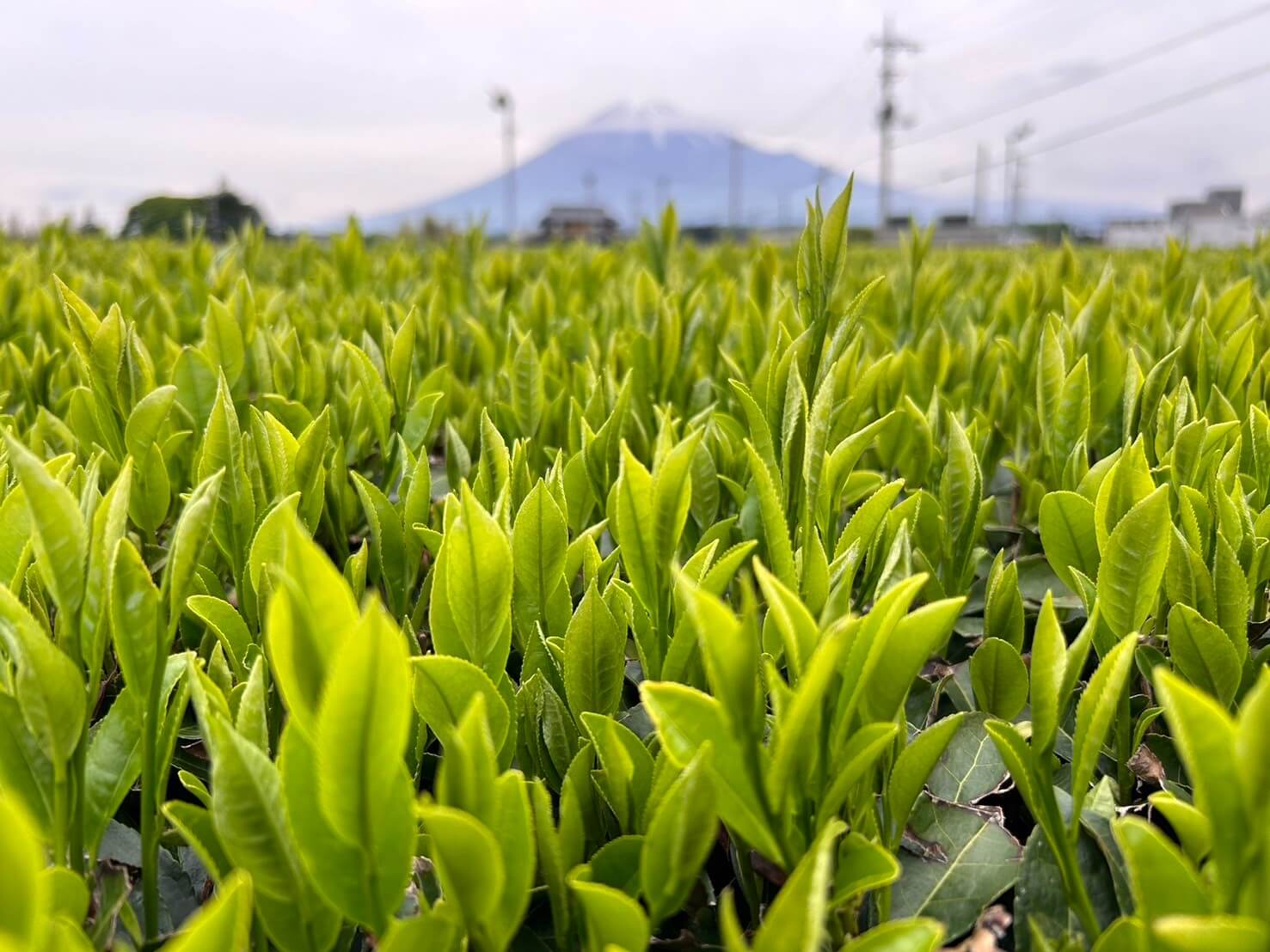 美味しい抹茶パウダーの選び方