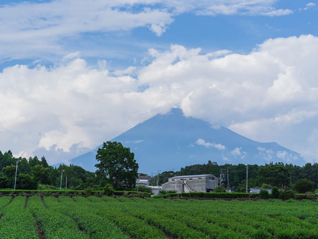 有機栽培抹茶パウダーと一般的な抹茶パウダーの違い