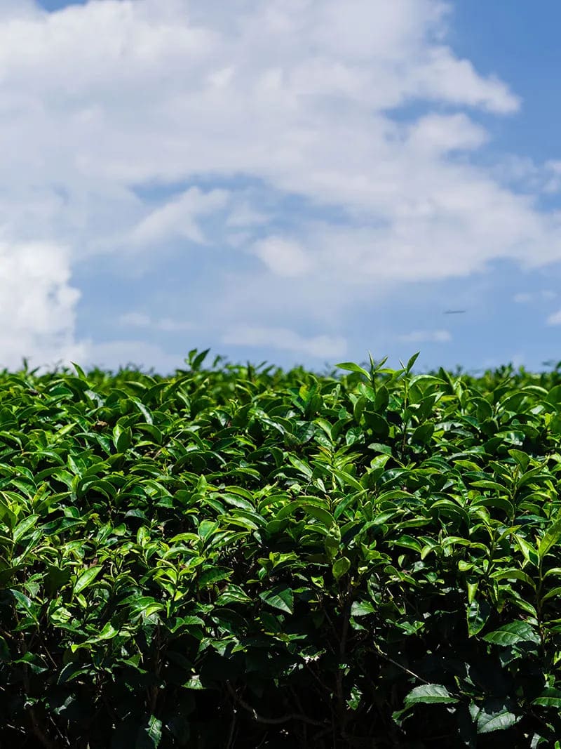 抹茶の栄養価が高いのはなぜ?